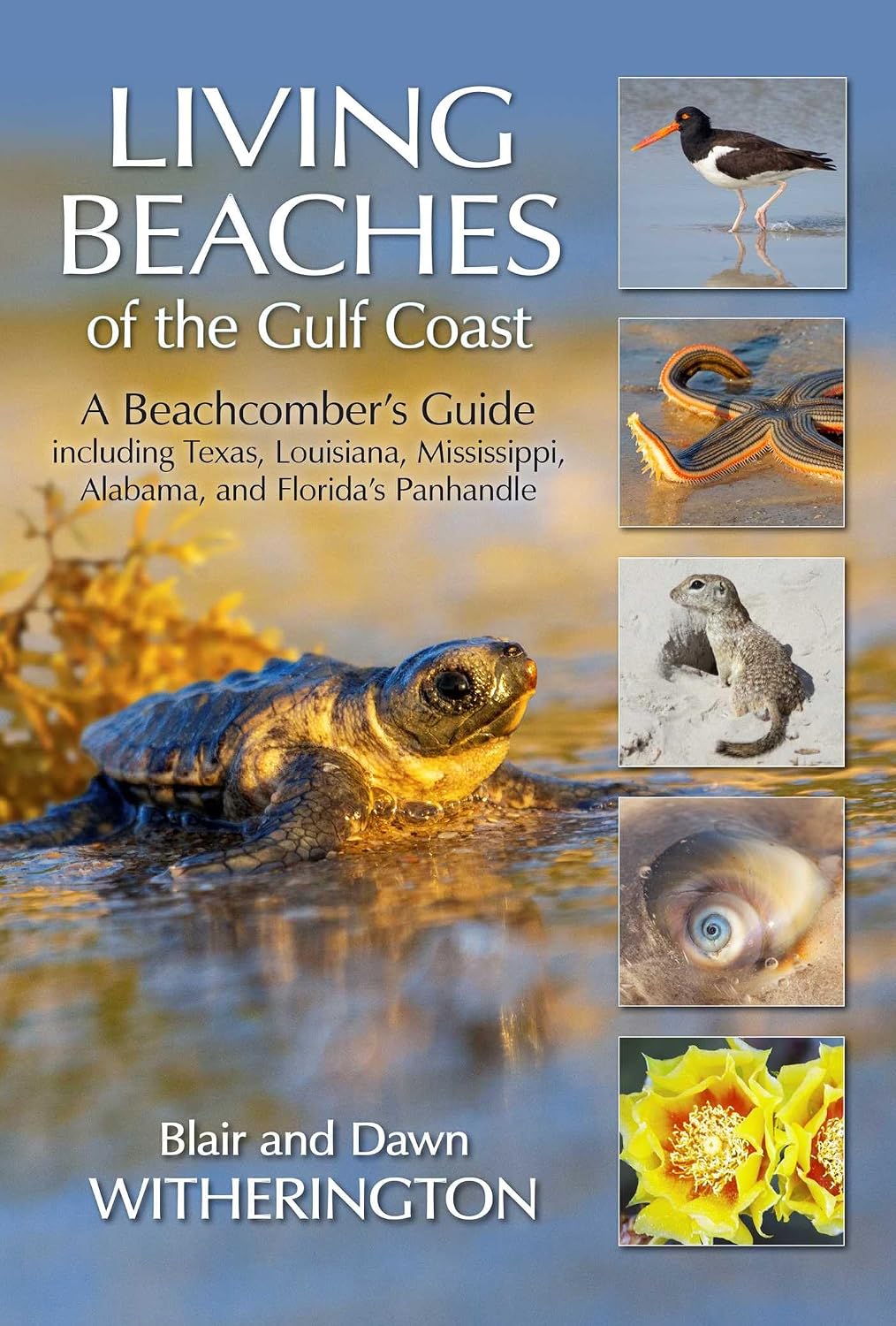 Living Beaches of the Gulf Coast: A Beachcombers Guide including Texas, Louisiana, Mississippi, Alabama and Florida's Panhandle