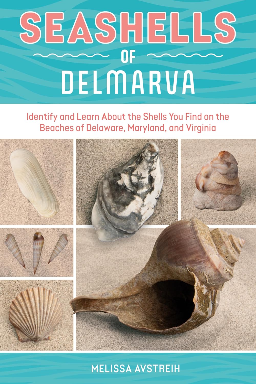 Seashells of Delmarva: Identify and Learn About the Shells You Find on the Beaches of Delaware, Maryland, and Virginia (Identify and Learn About Seashells: Handy User Guides with Photos, 2)